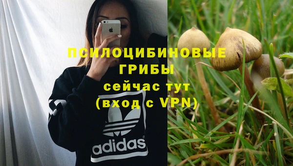 шишки Покачи